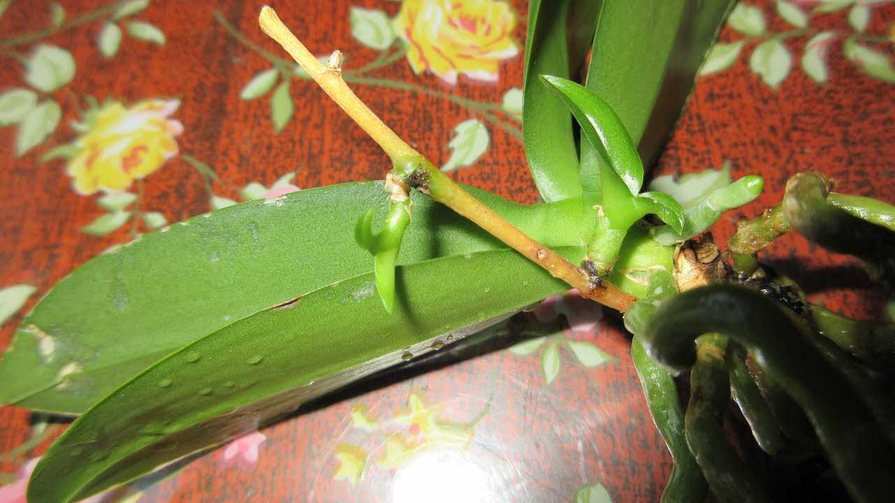 Почему у орхидеи желтеют и опадают листья, что делать и как спасти растение. помощь, если пропадает сорт дендробиум