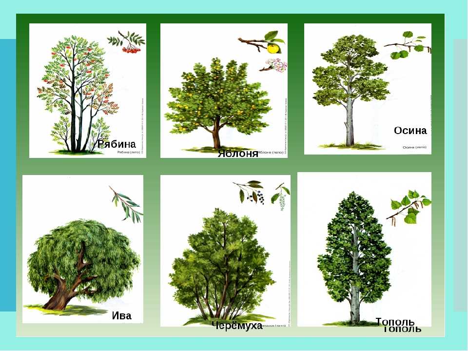 Тополь: особенности дерева, выращивание и уход
