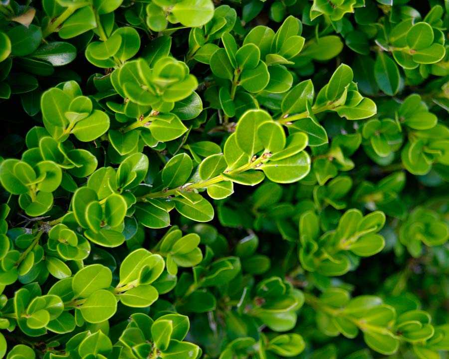Рекомендации по выращиванию вечнозеленого самшита на даче: как выглядит, сорта