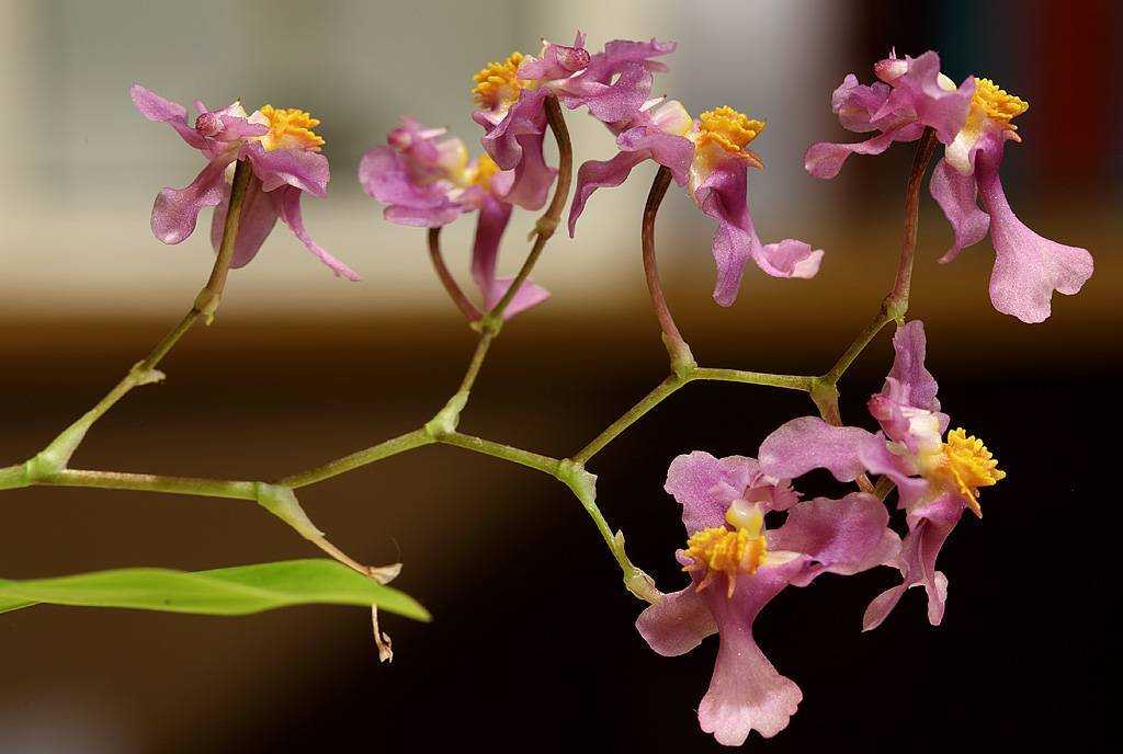 Орхидея онцидиум твинкль — описание и легенды | огородники