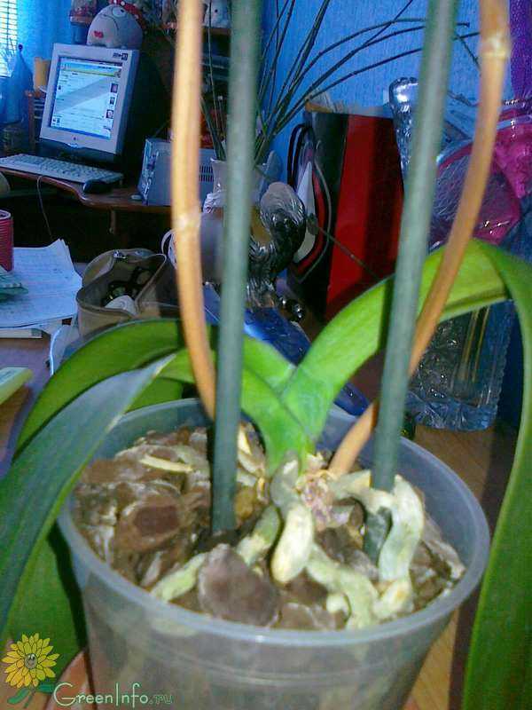 Орхидеи фаленопсис (phalaenopsis). пересадка.  | страна мастеров