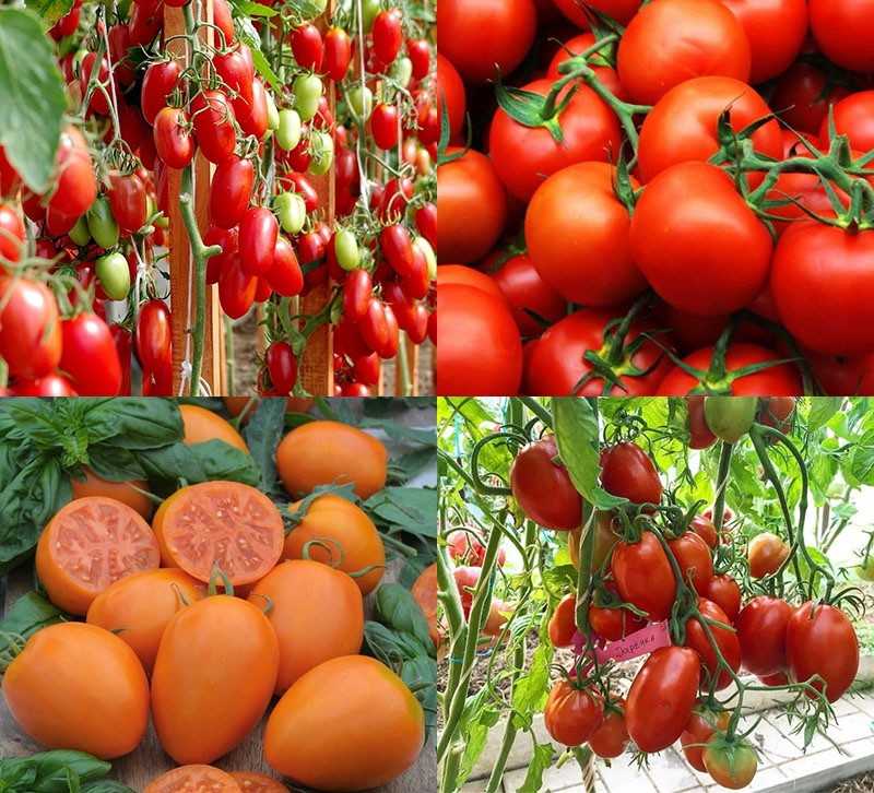 Как выбрать сорта томатов - делаем правильно