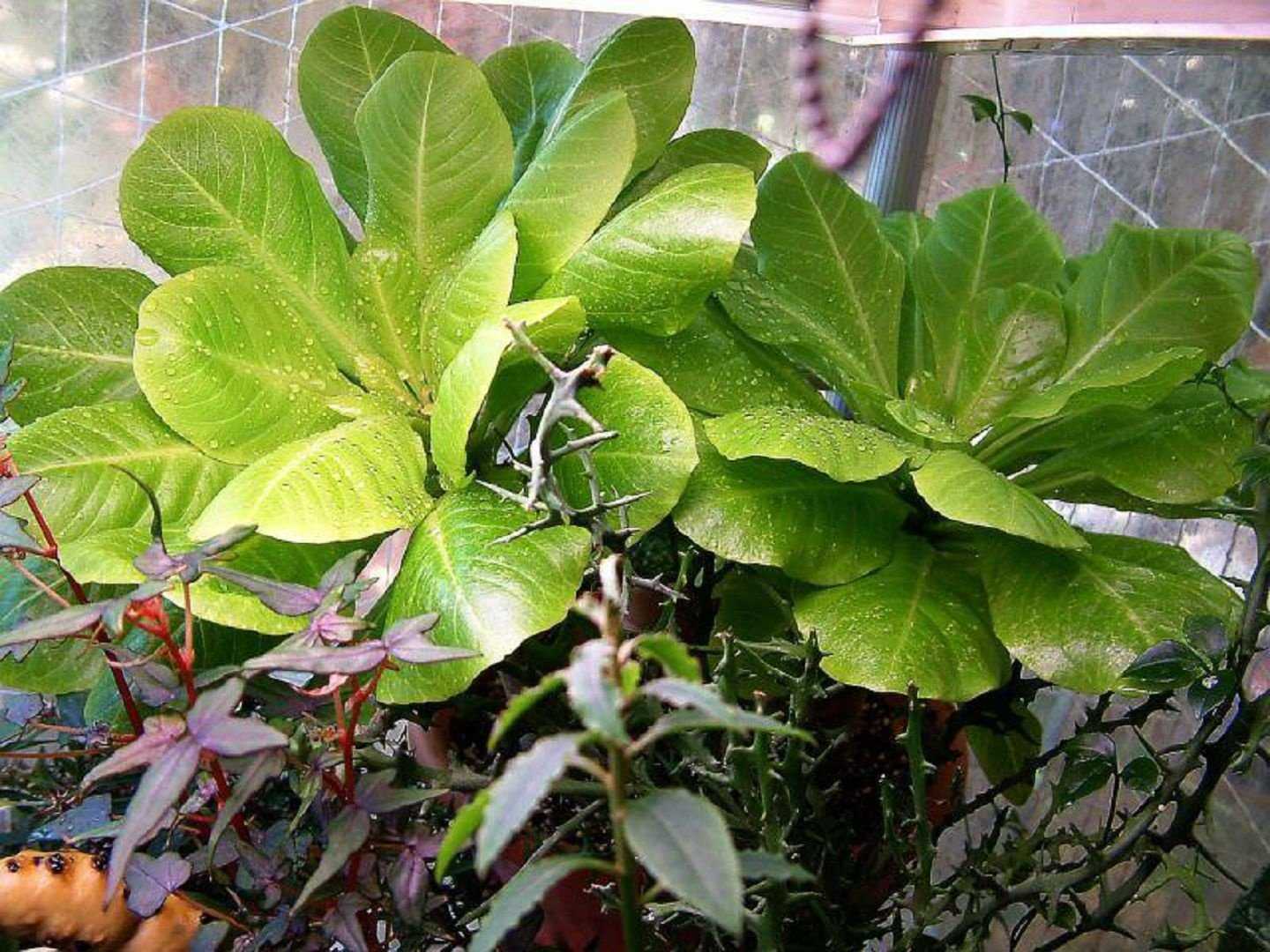 Комнатное растение бригамия (brighamia): уход за гавайской пальмой