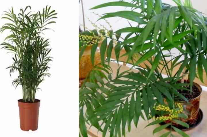 Хамедорея – уход в домашних условиях. самая неприхотливая пальма хамедорея - уход и возможные проблемы при выращивании изящной неанты