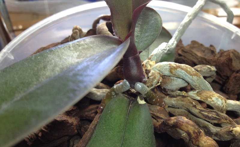 Вредители орхидей: чем обработать фаленопсис от насекомых