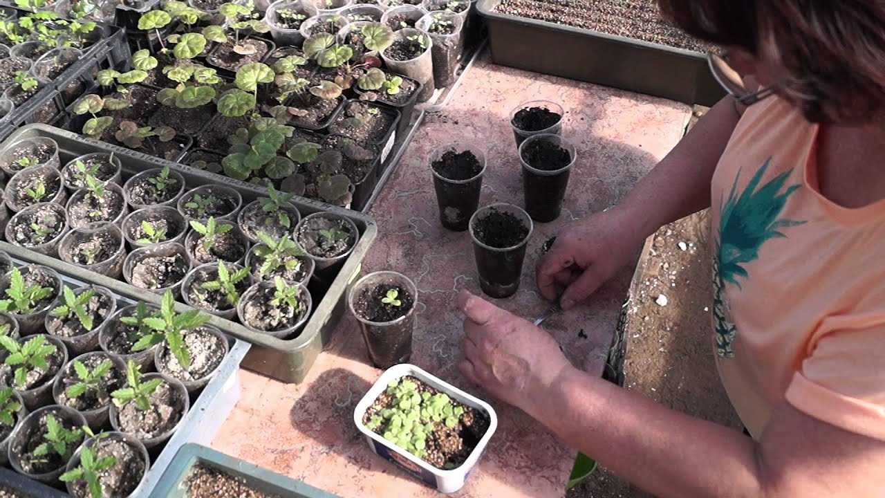 Душистый табак: фото цветов, посадка и уход в открытом грунте, выращивание в домашних условиях, когда сеять семена, когда высаживать рассаду, как выглядит растение на клумбе