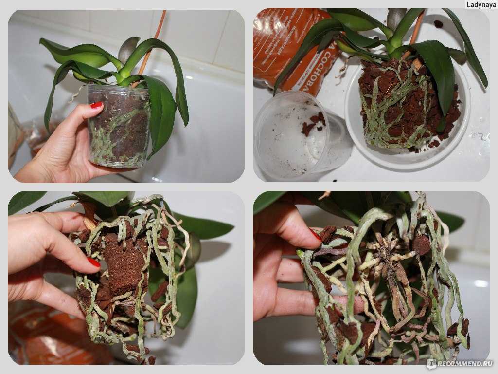 Белая орхидея: уход в домашних условиях, как пересаживать и удобрять