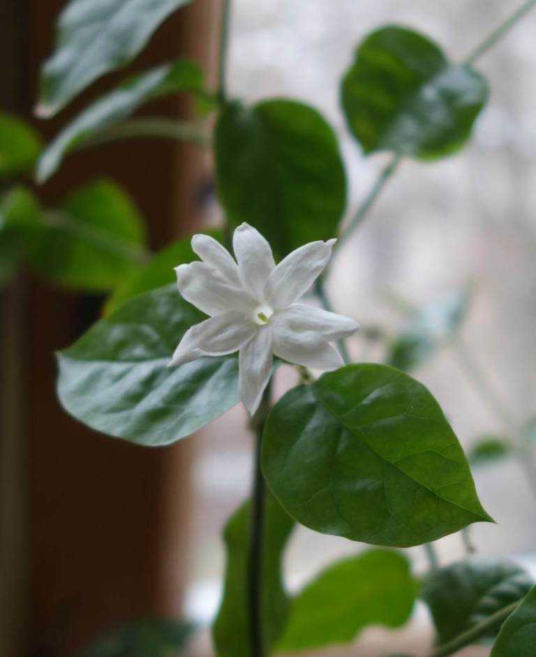 Как и когда цветет жасмин: фото и особенности ухода за цветком
