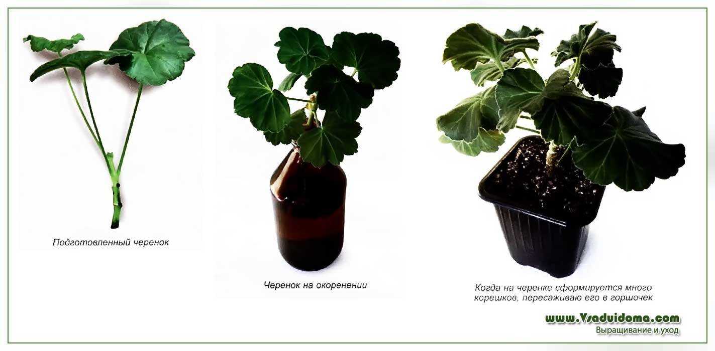 Пышное цветение на подоконнике: секреты успешного выращивания пеларгонии и ухода за ней