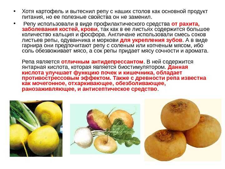 Самый русский овощ: капуста? картофель? репа! | разные интересности