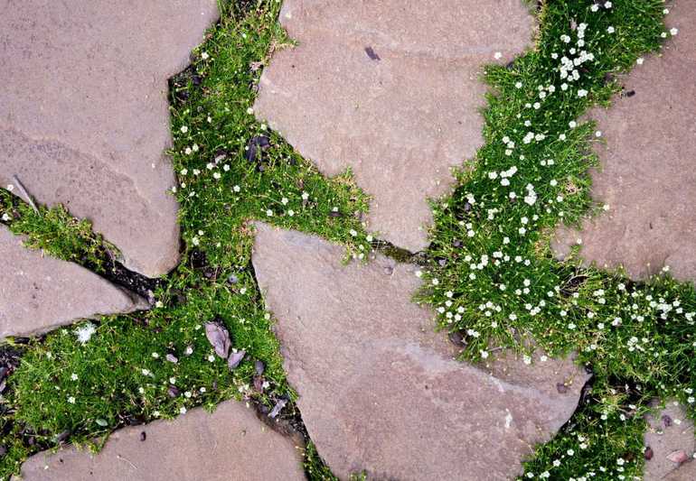 Мшанка шиловидная: как вырастить травянистое растение в саду