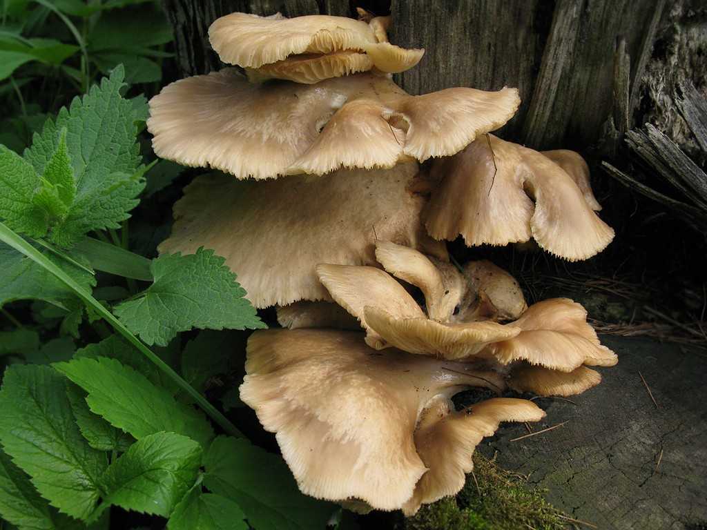 Вешенка устричная — фото и описание гриба, где растет и как выглядит
