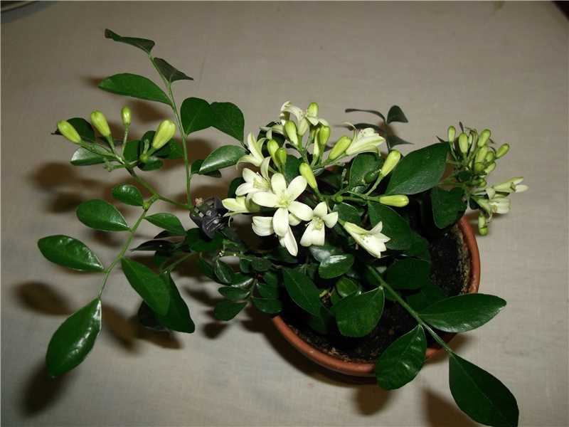 Мурайя - уход в домашних условиях, фото цветка, выращивание из семян, пересадка, грунт