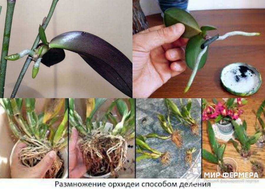 Фаленопсис: породистая орхидея и фото цветка, в чем разница бабочки и пелорика, как отличается в природе, сортовые синголо и сколько живет в домашних условиях?