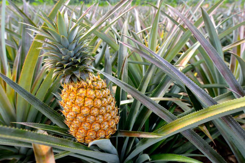 Как вырастить ананас - 3 способа посадки - в домашних условиях