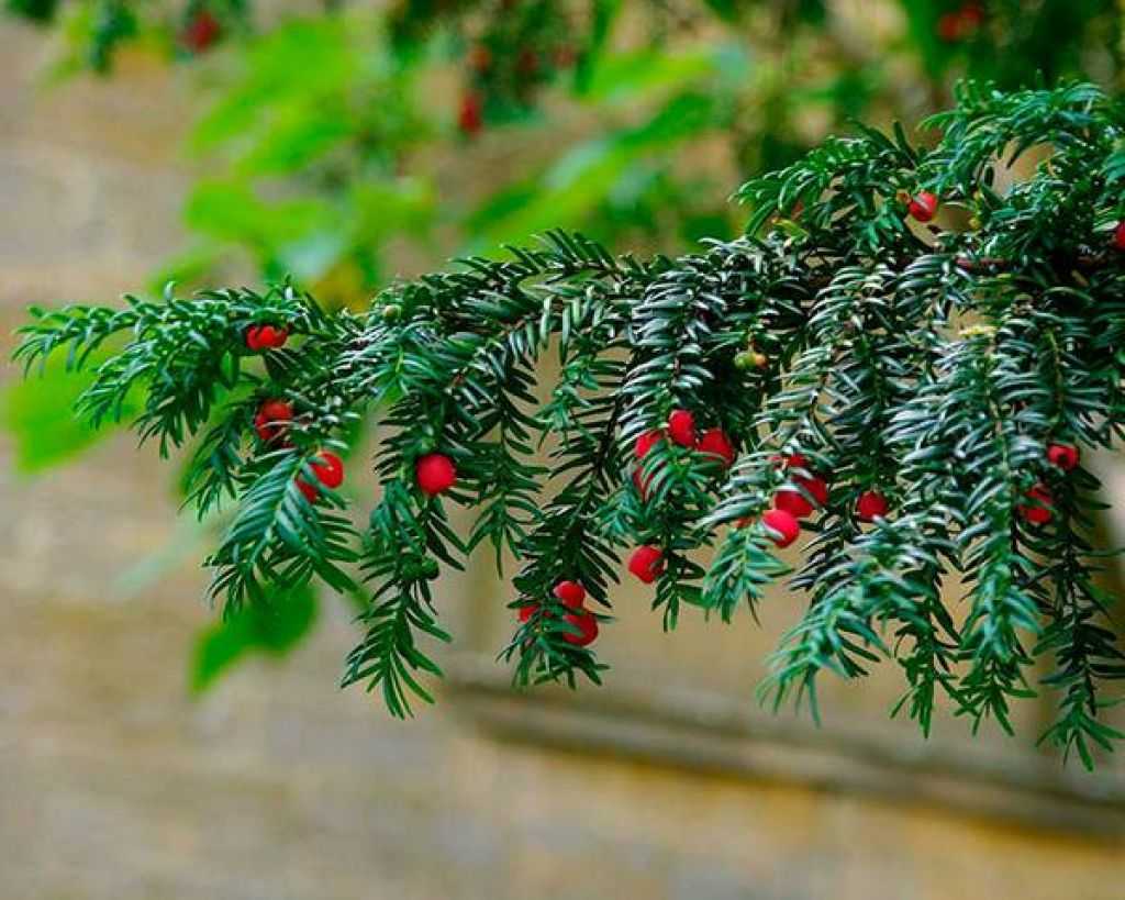 Ягодный тис — разновидность красного дерева