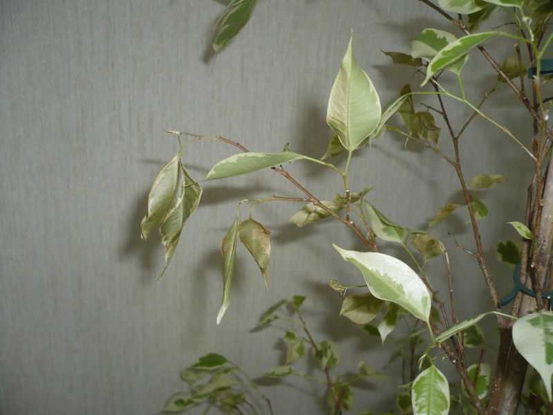 Осыпаются листья фикуса бенджамина, что делать. причины и методы лечения, если фикус сбрасывает листья