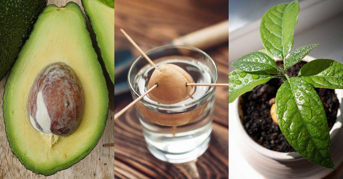 Как вырастить авокадо из косточки – видео, фото, советы пошагово