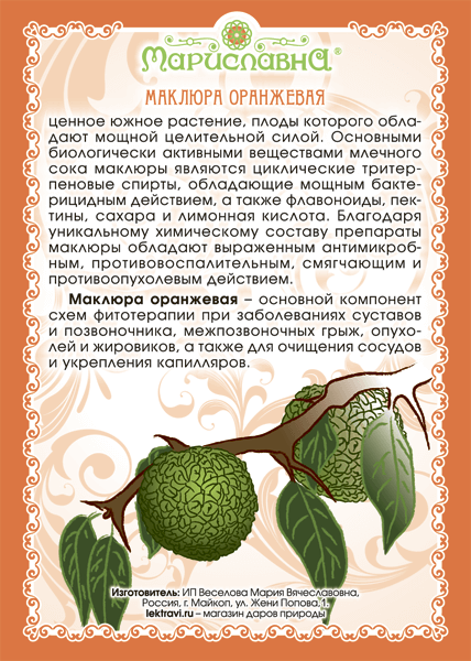 Маклюра адамово яблоко посев семян - журнал садовода ryazanameli.ru