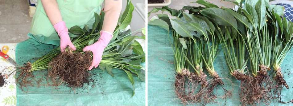 Спатифиллум: как заставить цвести растение, что делать?