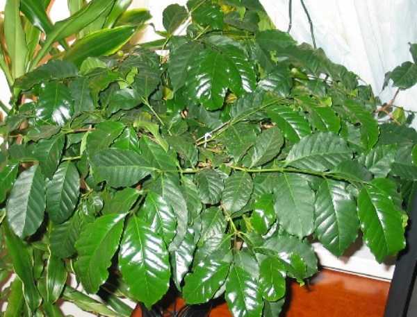 Кофейное дерево арабика уход в домашних условиях