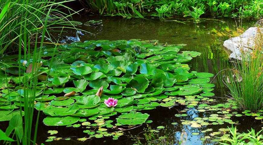 Водные растения: что посадить в водоёме | natalyamanueva.ru
