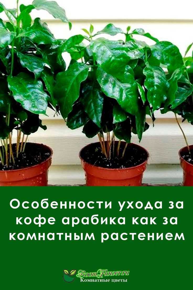 Кофейное дерево - как растет кофе в домашних условиях, как ухаживать за ним