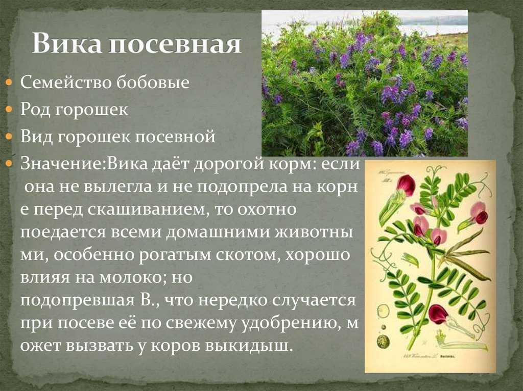 ᐉ вика посевная - полезные свойства, описание - roza-zanoza.ru