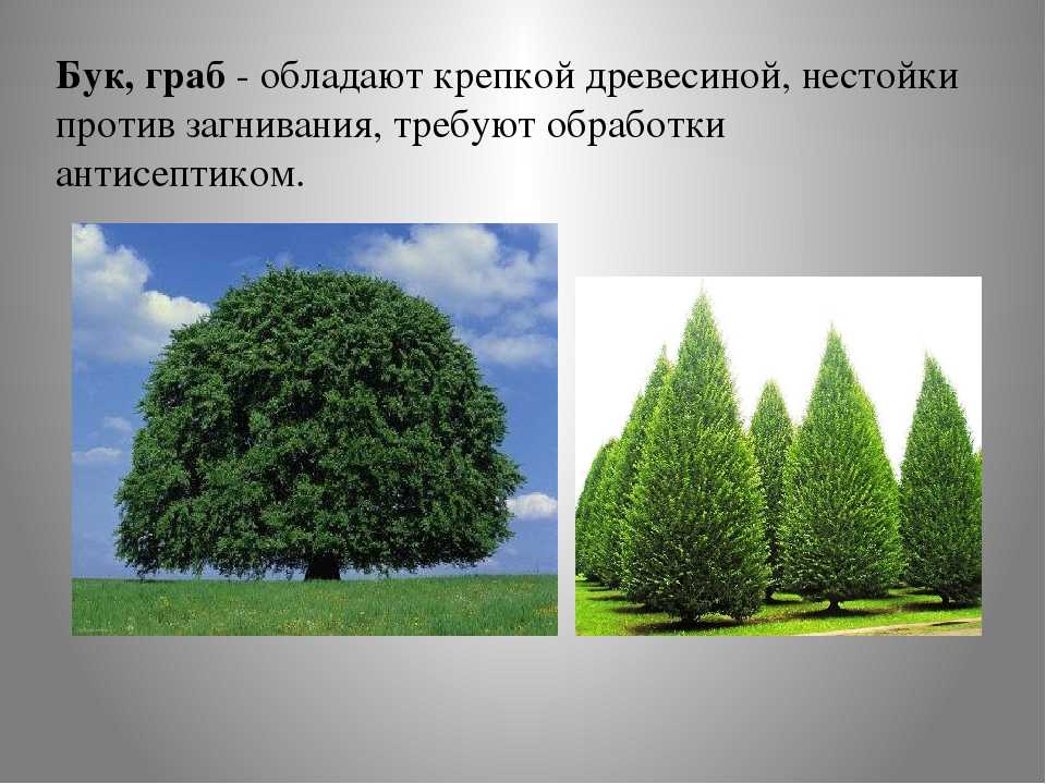 Граб обыкновенный – дерево и древесина – carpinus betulus