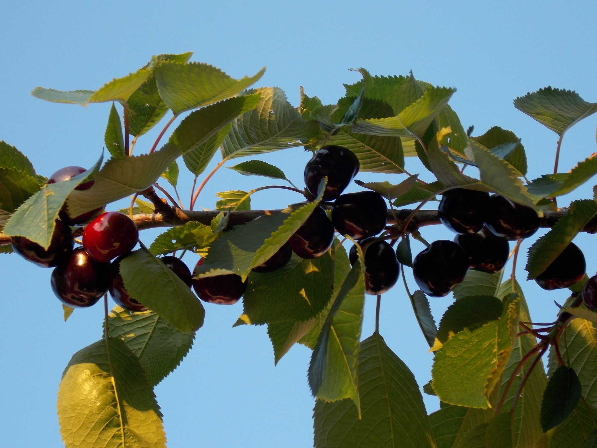 Церападус — гибрид вишни и черемухи