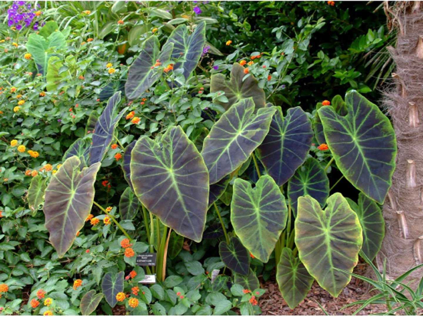 Колоказия (colocasia): описание, выращивание, фото