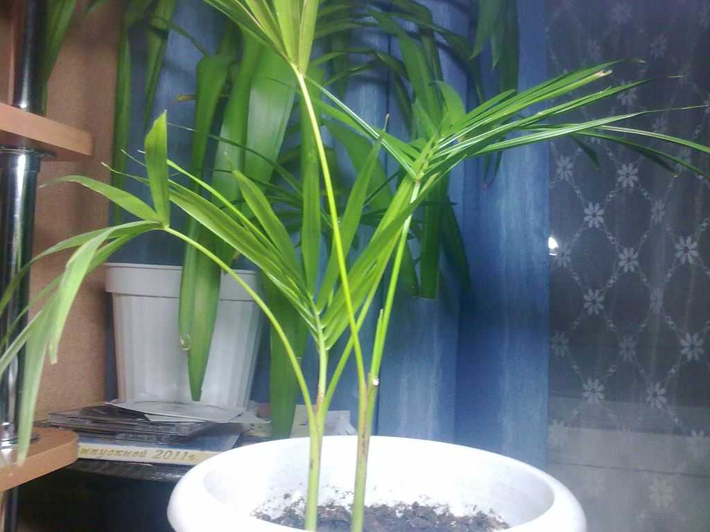 Хризалидокарпус - уход за пальмой в домашних условиях, размножение