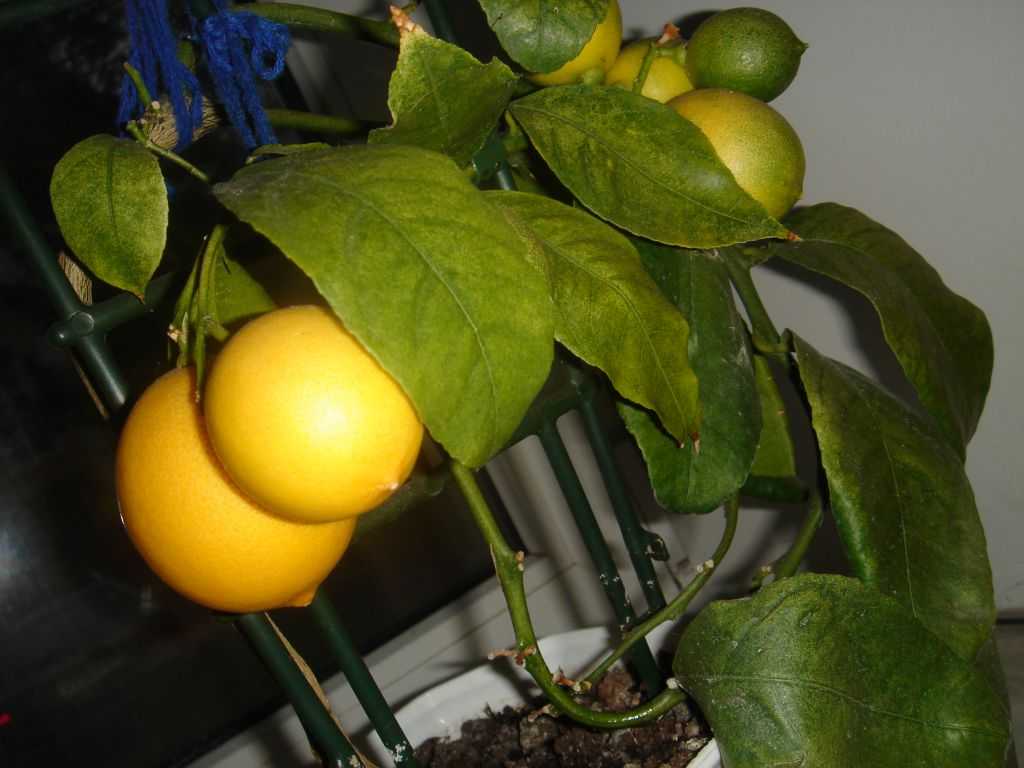 21 мандарин. Сорта комнатных Лимонов. Лимон Альма. Комнатный лимон. Лимон комнатный фото.