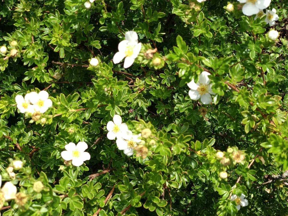 Курильский чай кустарниковый - dasiphora fruticosa - описание таксона - плантариум