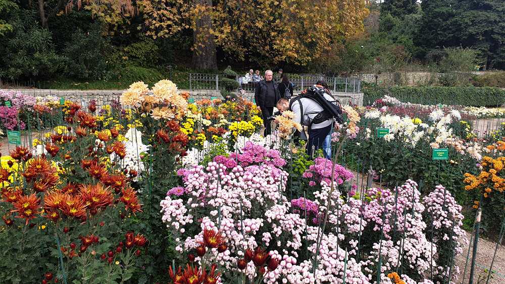 Бал хризантем в никитском ботаническом саду 2021