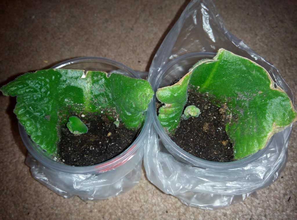 Стрептокарпусы: уход и выращивание в домашних условиях, размножение