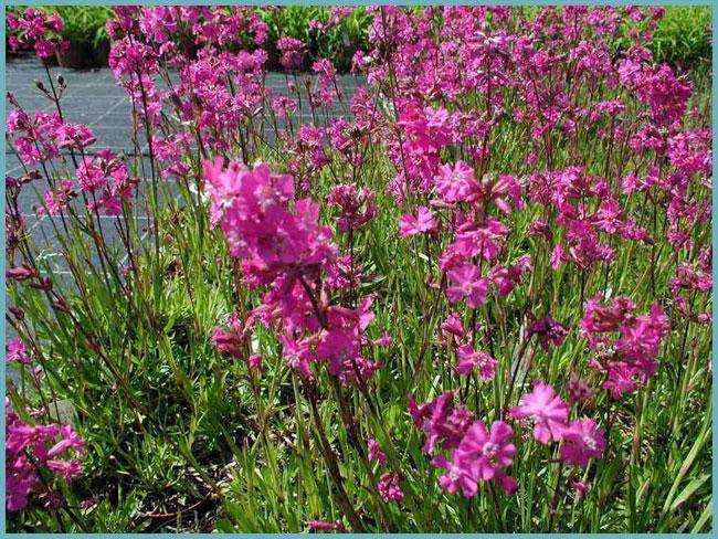 Неприхотливый цветок вискария: посадка и уход в открытом грунте, фото, выращивание растения через рассаду и посадка семян на участке