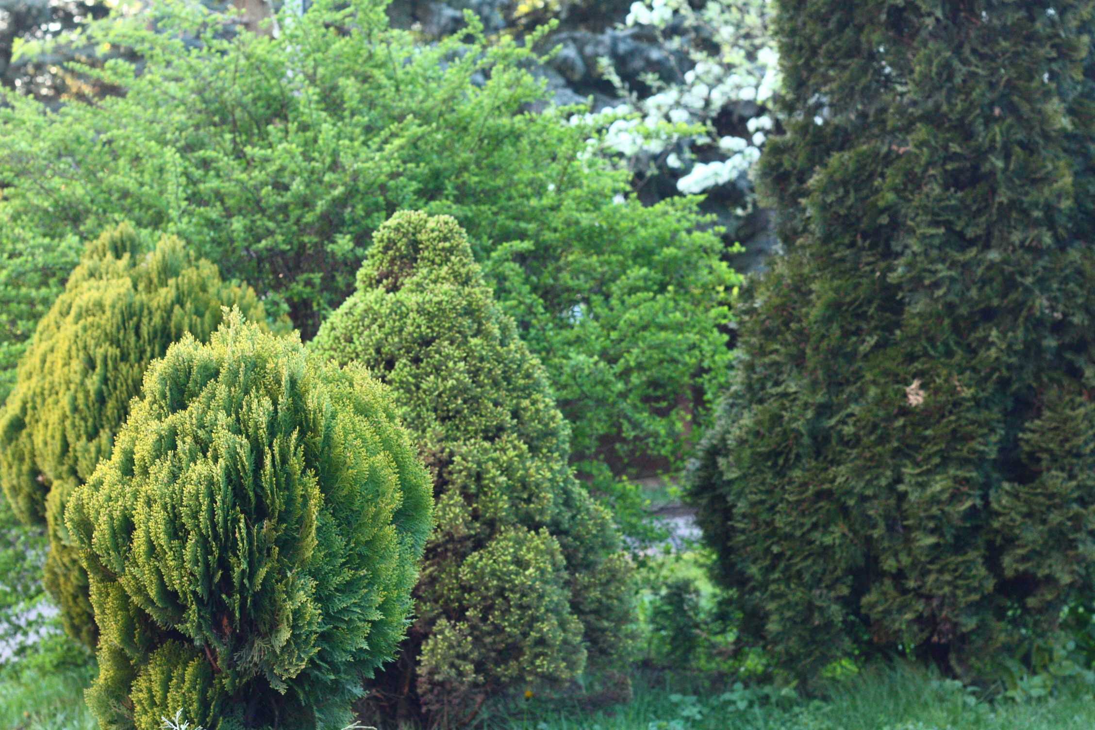 Хвойные кустарники для сада: названия и описания декоративных вечнозеленых кустарников