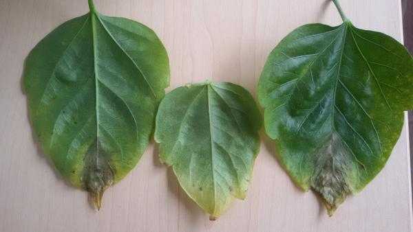 Почему у гибискуса сохнут кончики листьев