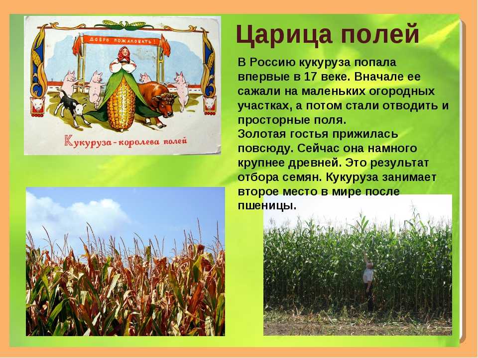 Кукуруза доклад 3 класс. Кукуруза культурное растение. Кукуруза доклад. Сообщение о кукурузе. Презентация на тему кукуруза.