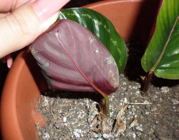 Калатея: правила ухода за тропическим растением в домашних условиях