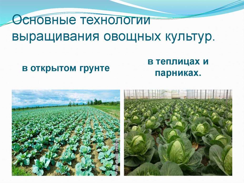 Сельскохозяйственные культуры: зерновые, овощные, технические культуры :: businessman.ru