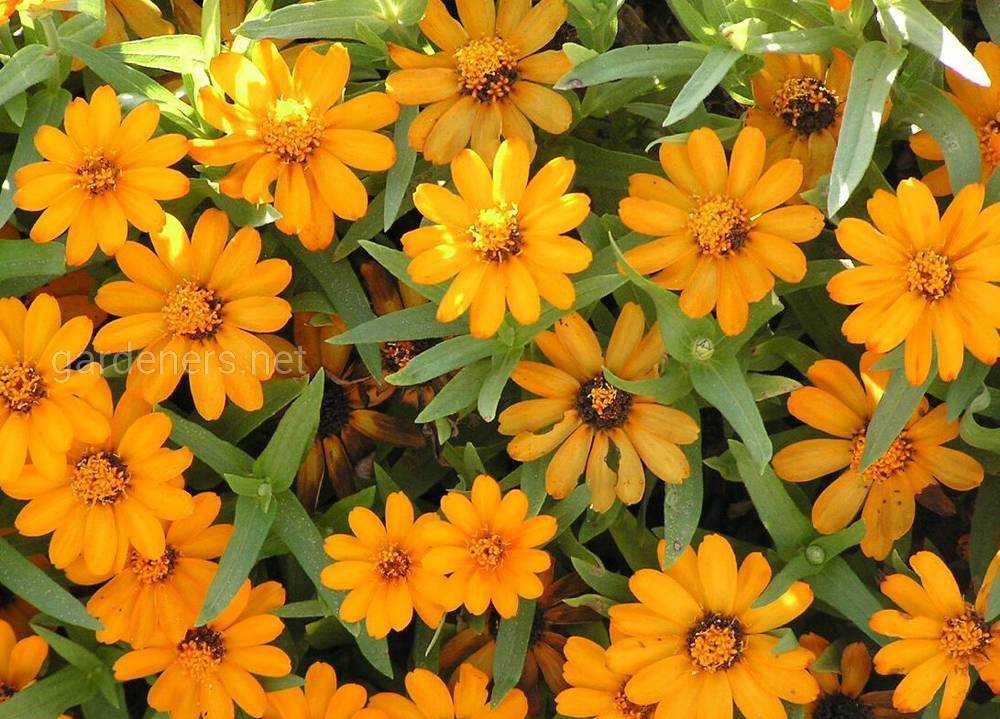 Zinnia angustifolia