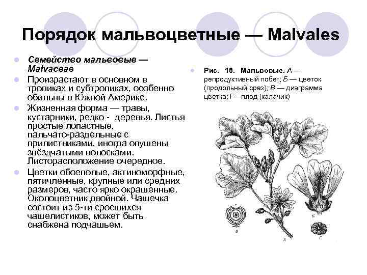 Павония (pavonia). описание, виды и уход за павонией | флористика на "добро есть!"