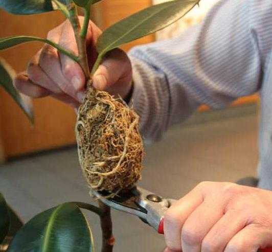 Фикус лирата и каучконосный – красивые комнатные растения для счастья в доме