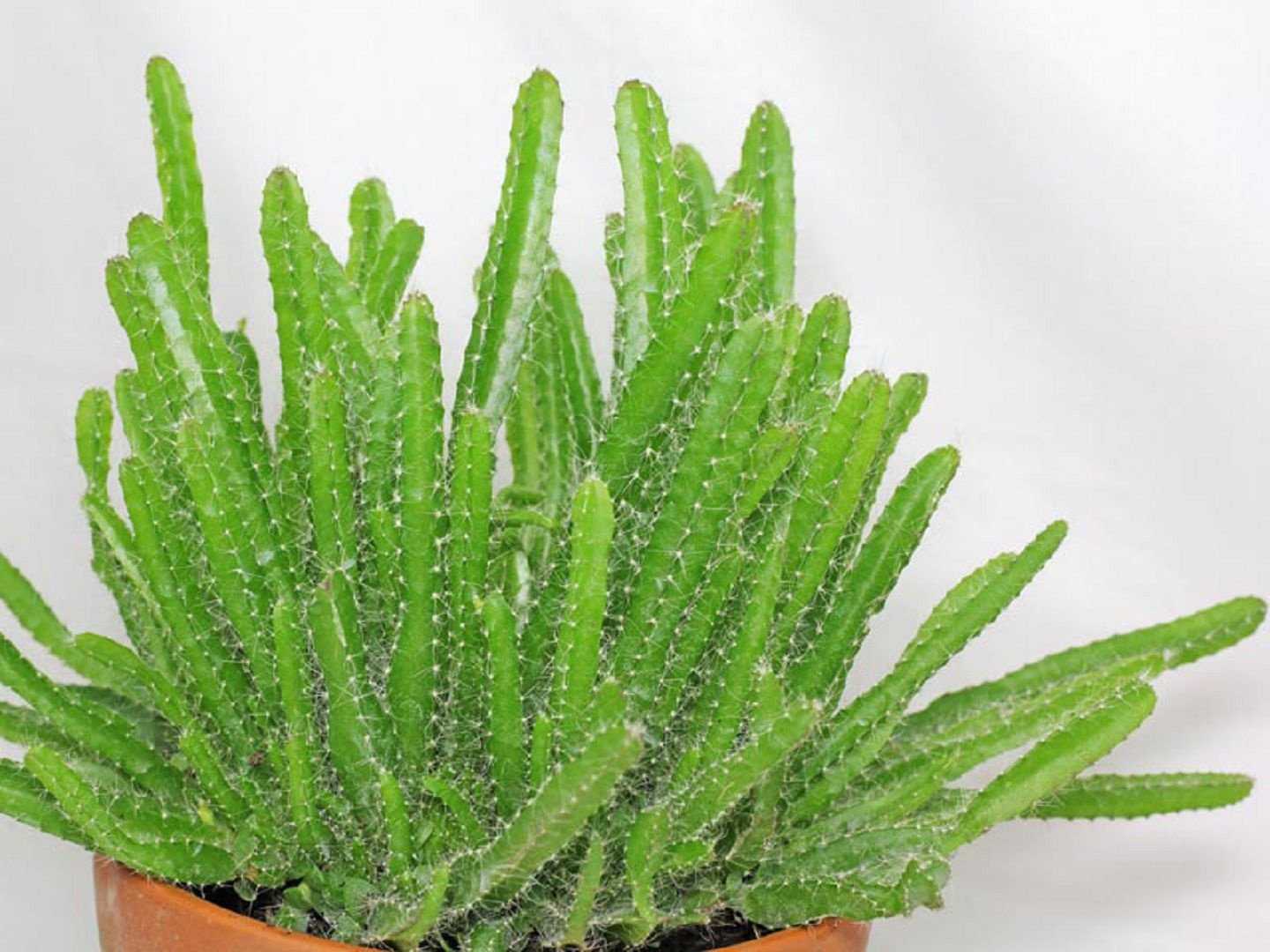 Гилоцереус — удивительный кактус-лиана
