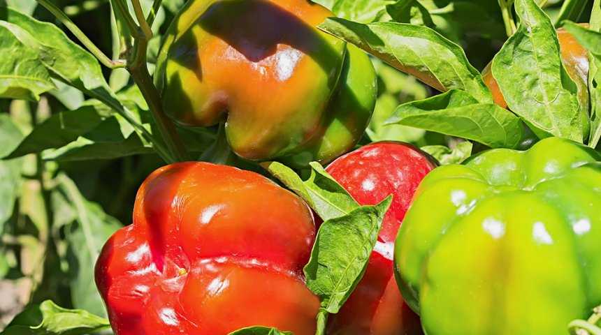 Лучшие сорта перцев на 2021 год: самые вкусные и урожайные