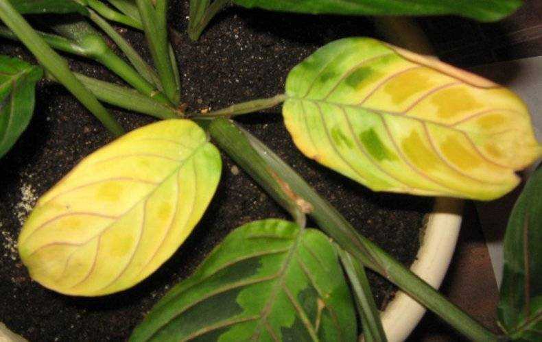 Почему сохнут кончики листьев у комнатных растений? - полезные советы