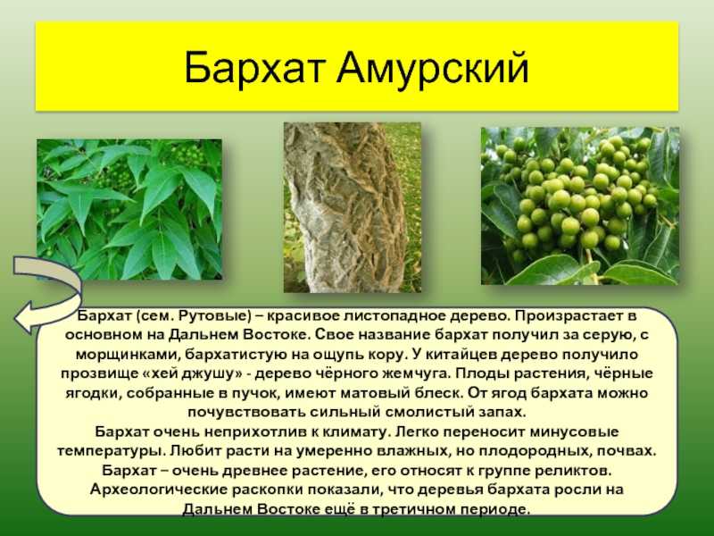 Бархат амурский декоративные деревья и кустарники - ogorod.guru