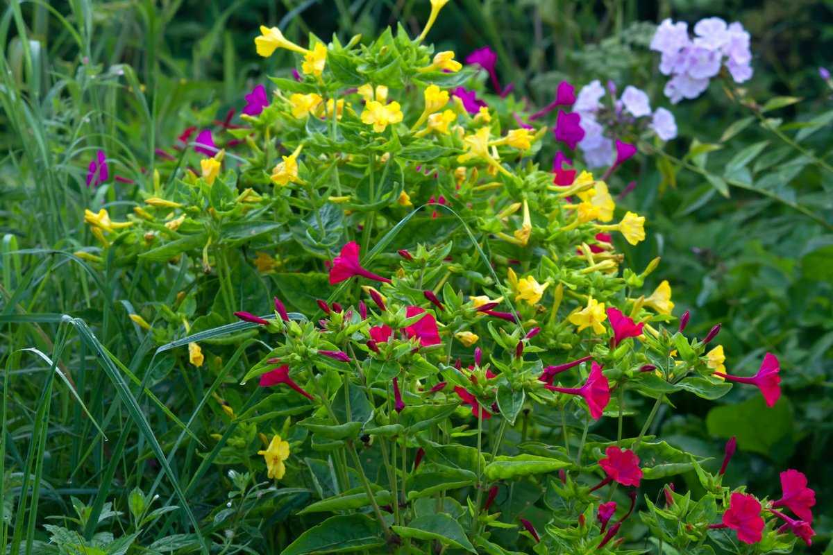 Трахелоспермум жасминовидный - прекрасные цветы